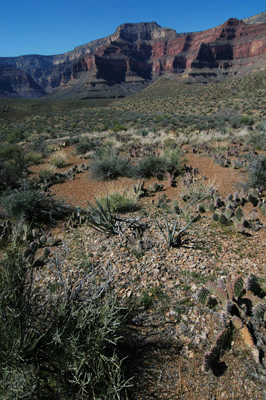 Cactus and agave field