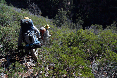Slogging through the manzanita