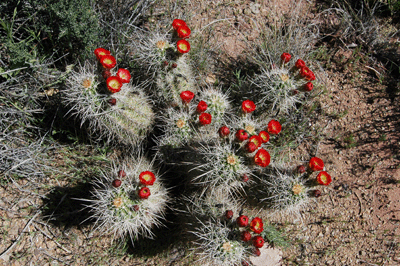 Blooming cactus