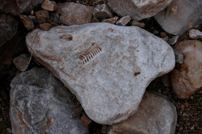 Fossil