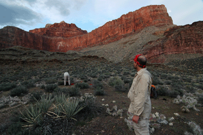 Setting up camp on the Tonto below Isis Temple