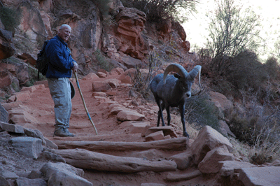 A Grand Canyon Bighorn takes a Sunday stroll down Bright Angel trail