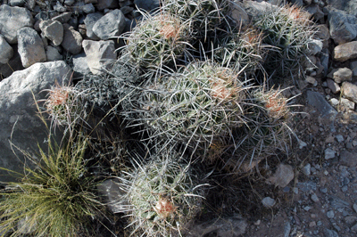 Barrel Cactus