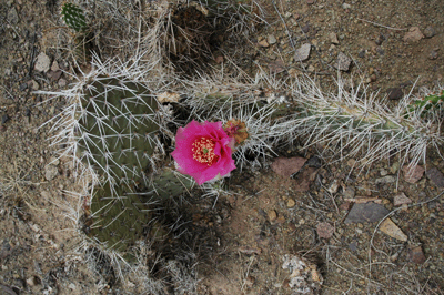 Prickly Pear Cactus in Bloom