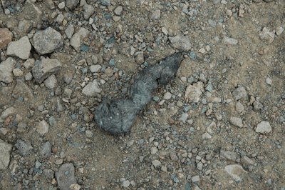 Mountain Lion scat on the Tonto Trail