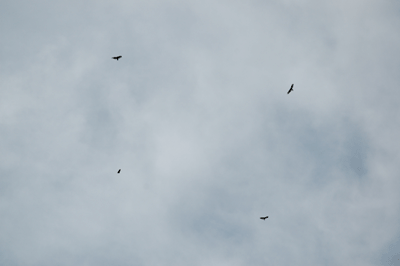 Turnkey Vultures riding the thermals