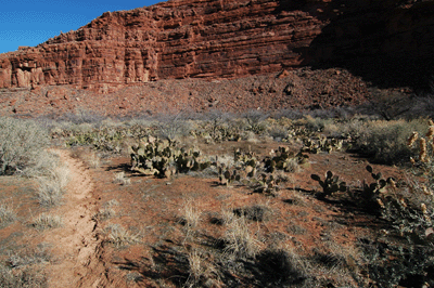 The cattle trail across Chamberlain delta