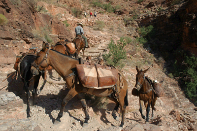 A pack train climbs towards Cedar Ridge with hikers waiting above